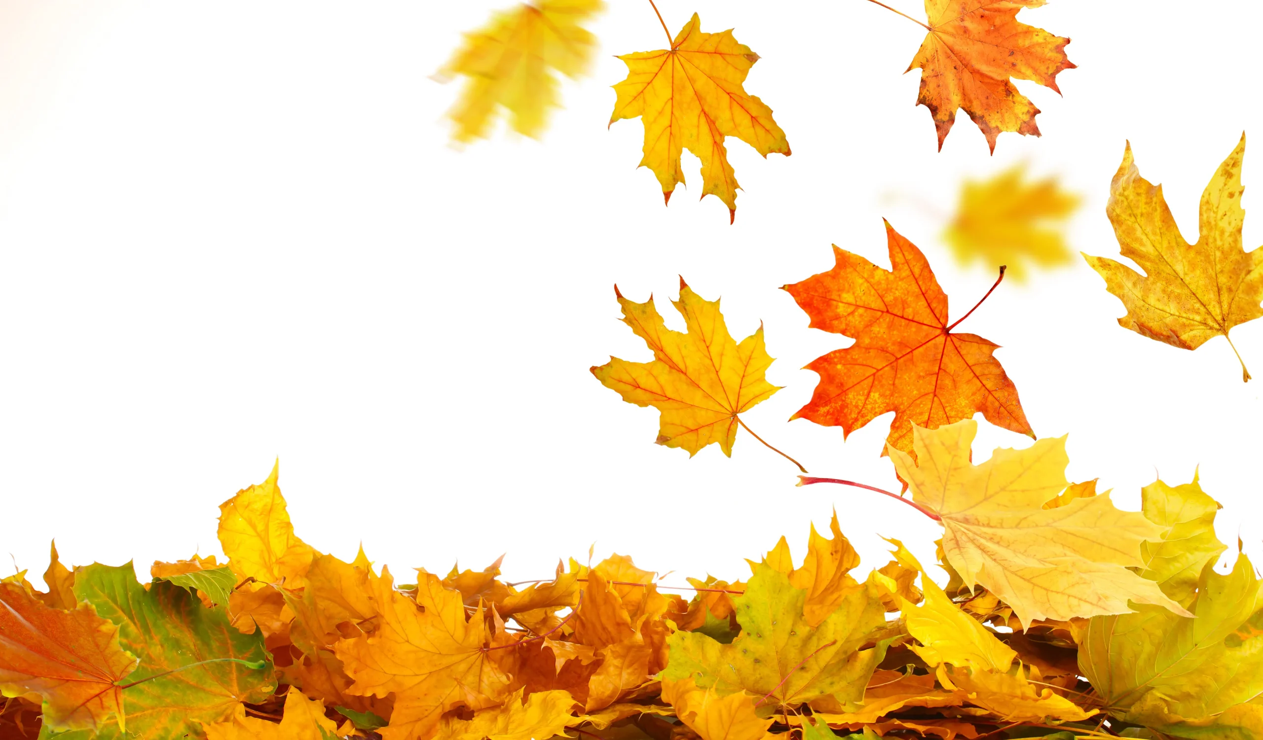Featured image for “When Do the Leaves Change in Branson, Missouri? A Local’s Guide to Peak Fall Color”