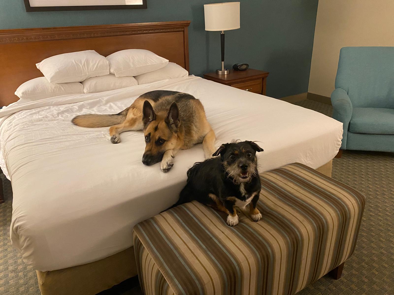 Featured image for “Best Dog-Friendly Hotels in Branson, MO (2026 Guide)”