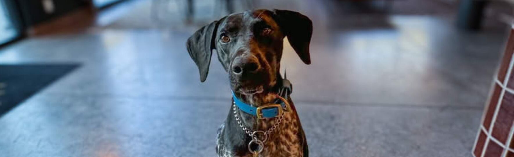 Featured image for “Best Dog-Friendly Hotels in Branson, MO (2026 Guide)”