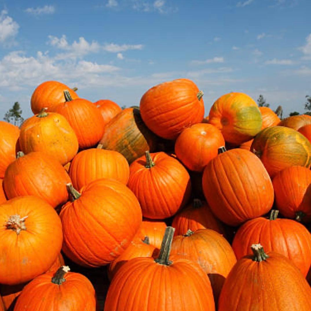 Featured image for “McKenna Family Farm Pumpkin Patch Near Branson, MO”